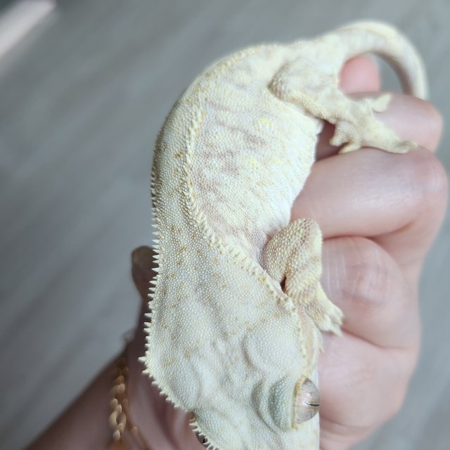 레드 익스트림할리퀸