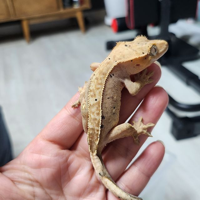 달마시안 크림시클