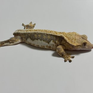 트라이 릴리화이트