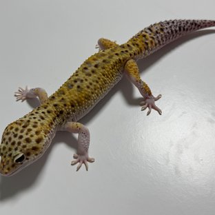 스노우 이클립스