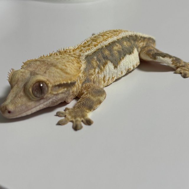 트라이 릴리화이트