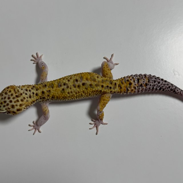 스노우 이클립스