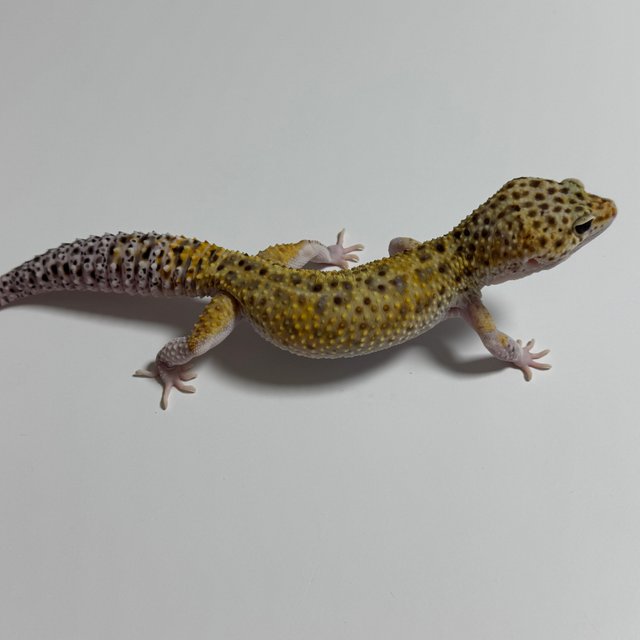 스노우 이클립스