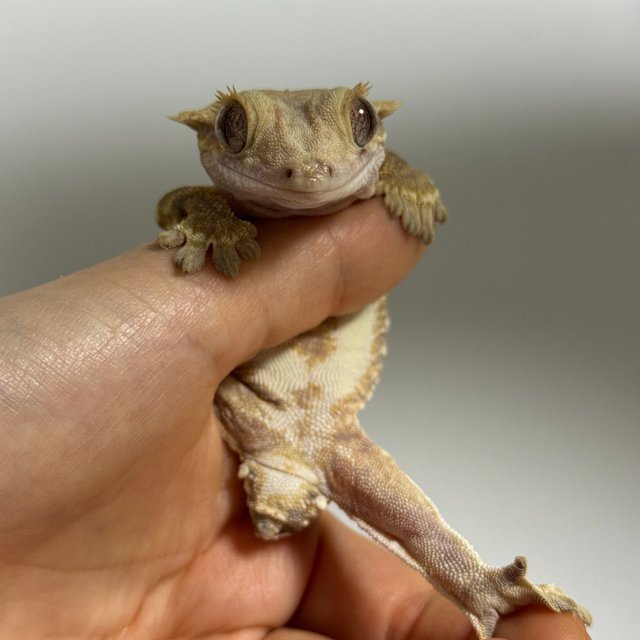 트라이 릴리화이트