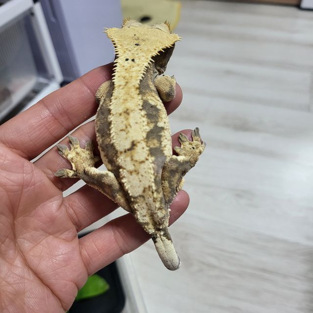 트라이