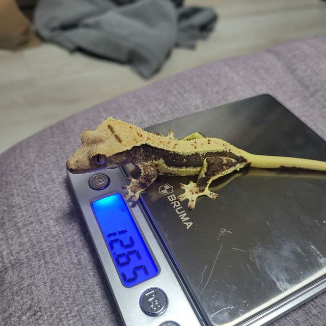릴리화이트