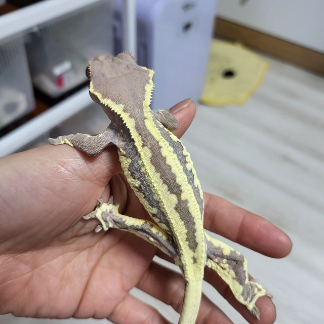프라푸치노
