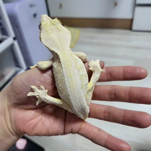 릴리화이트 크림시클