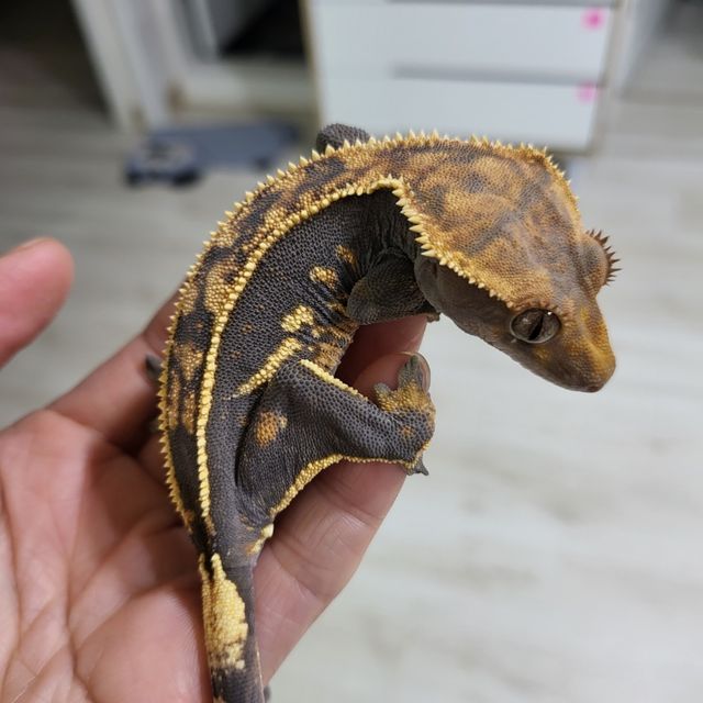 엠티백