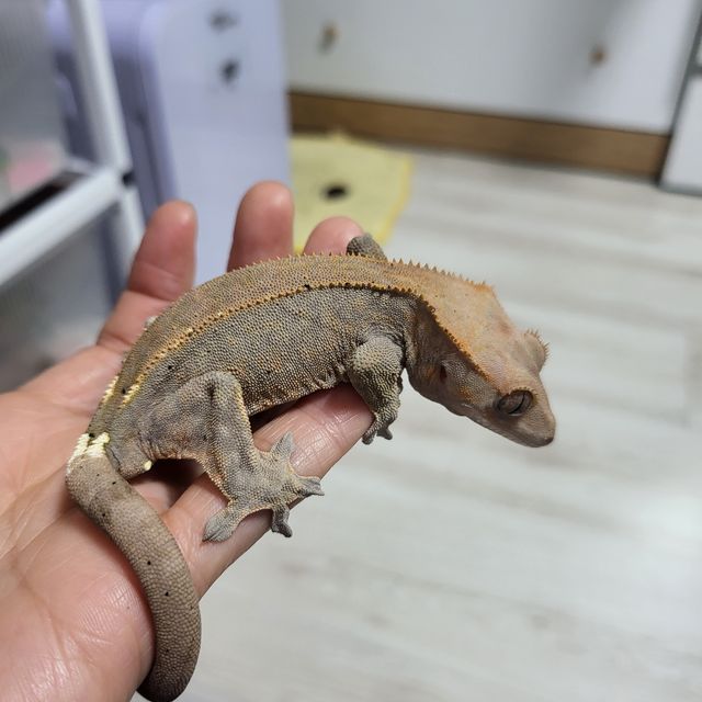카푸치노