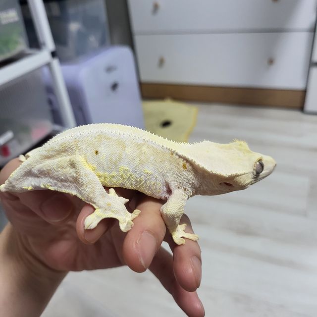 릴리화이트 크림시클