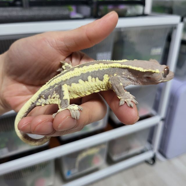 프라푸치노