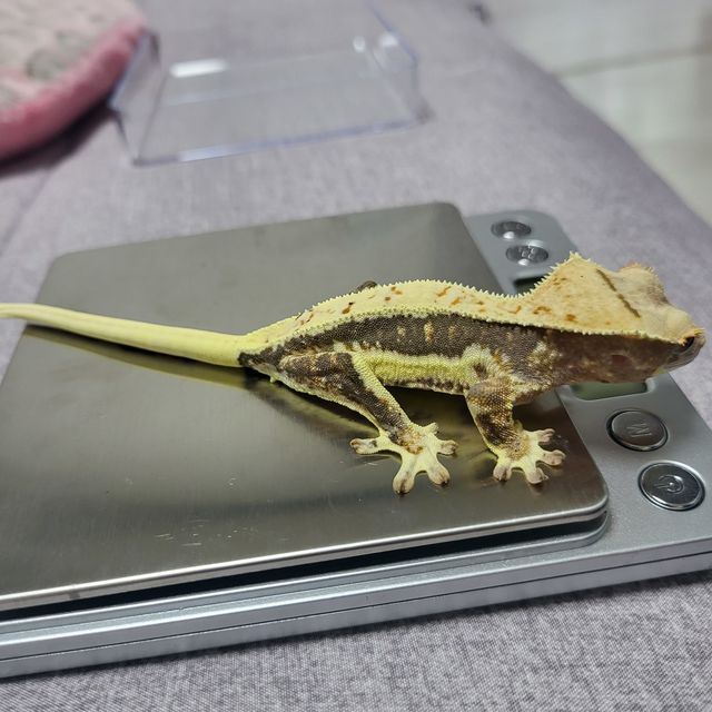 릴리화이트