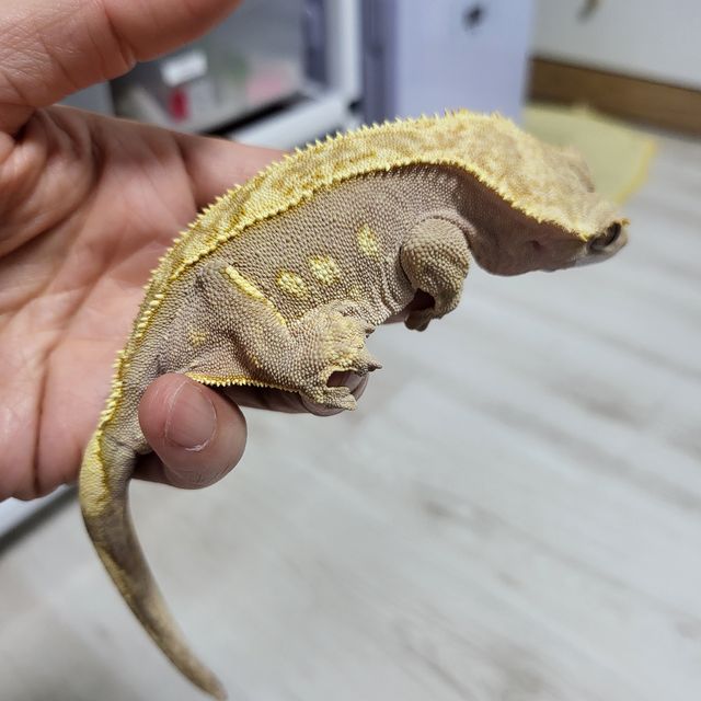 쿼드