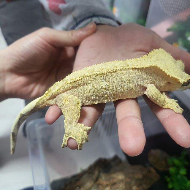 크림시클