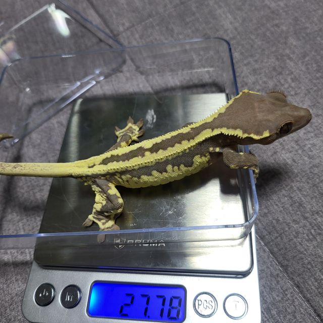 프라푸치노