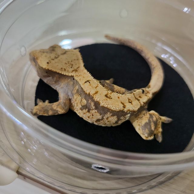 트라이