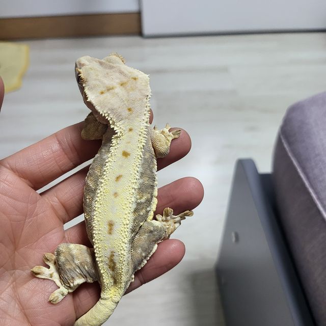 트라이 릴리화이트