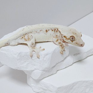 릴리화이트 레드