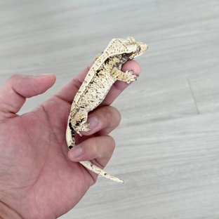 드리피 화이트스팟