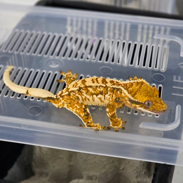 트라이 화이트스팟 익스트림할리퀸 텐저린 핀스트라이프