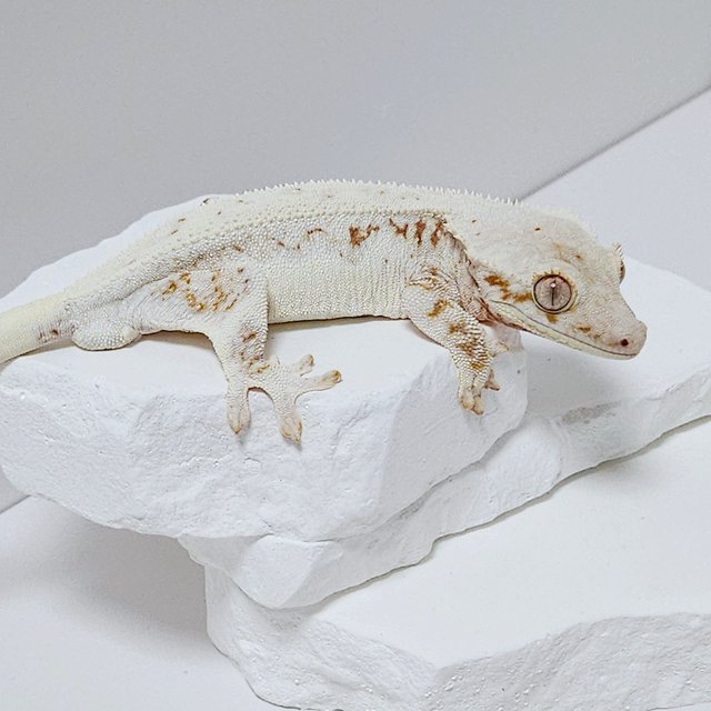 릴리화이트 레드