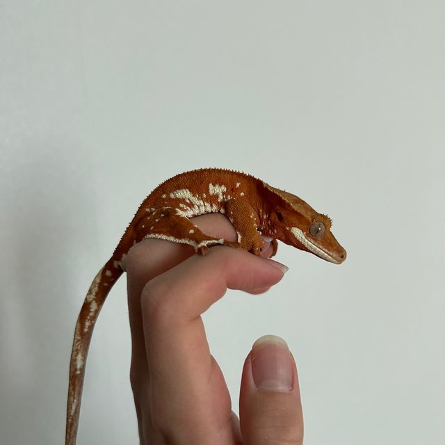 레드 바이 화이트포트홀