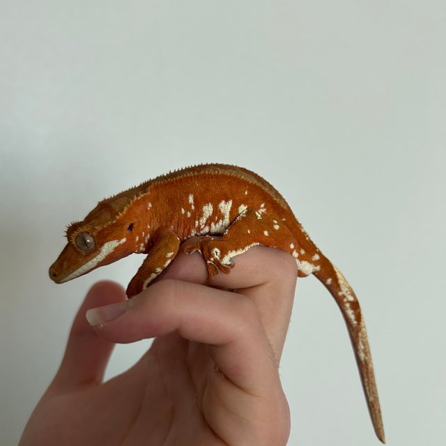 레드 바이 화이트포트홀