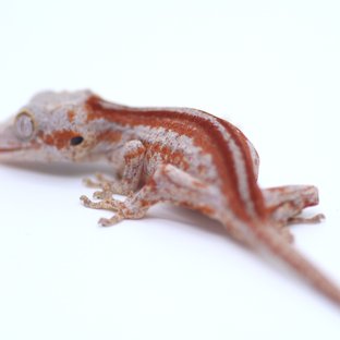 스트라이프 레드