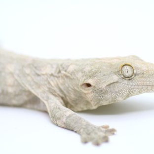 프리델 GT 코기스