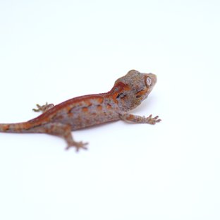 스트라이프 레드 레티큘