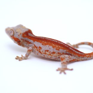 스트라이프 레드