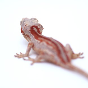 레드 스트라이프