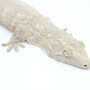 프리델 GT 코기스