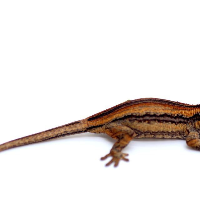 노멀 스트라이프