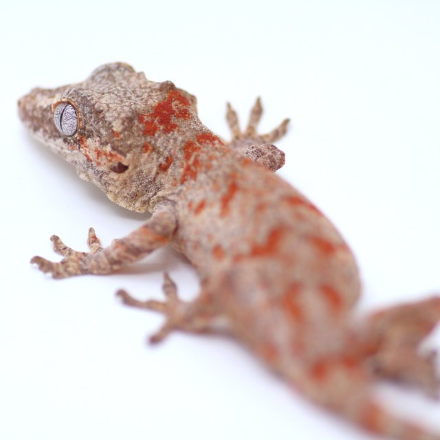 블로치드 오렌지 레드