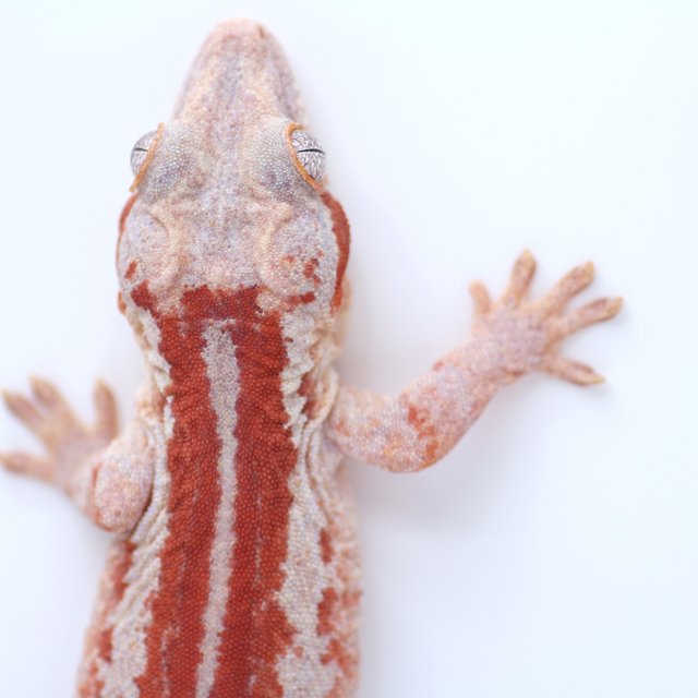 레드 스트라이프