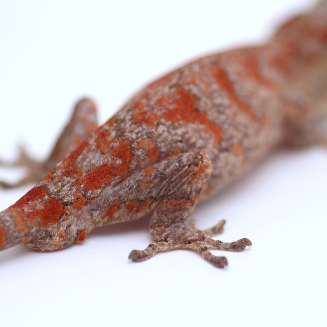 오렌지 스켈레톤