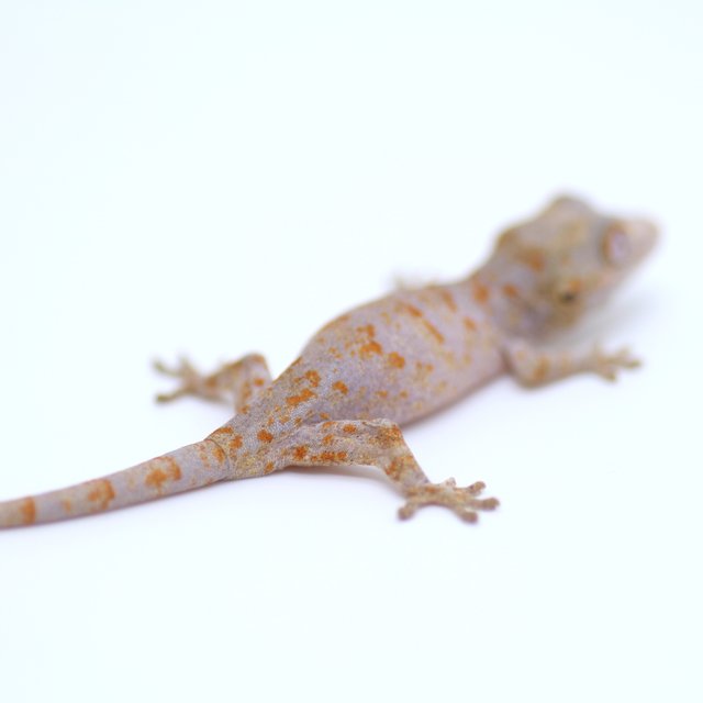 스켈레톤 오렌지