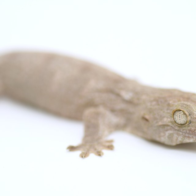 프리델 GT 코기스