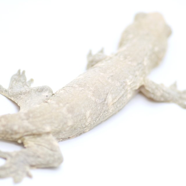 프리델 GT 코기스