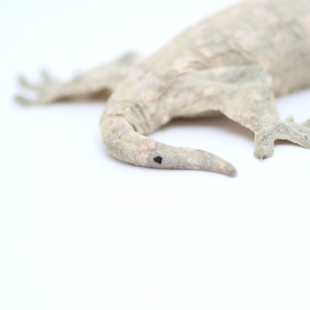 프리델 GT 코기스