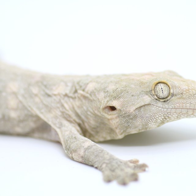 프리델 GT 코기스