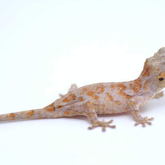 스켈레톤 오렌지 레드