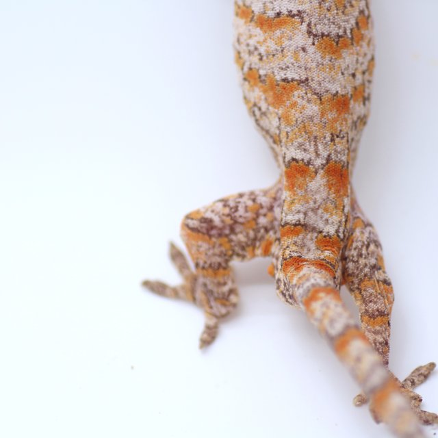 스켈레톤 오렌지