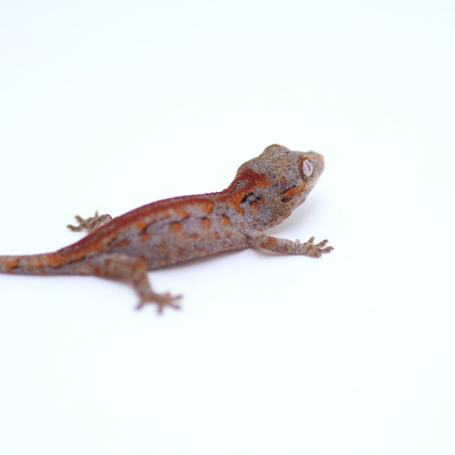 스트라이프 레드 레티큘