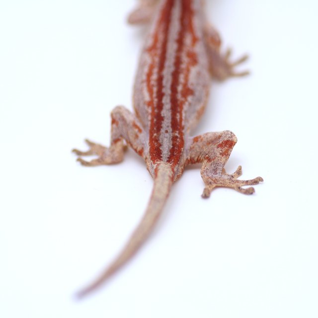 레드 스트라이프