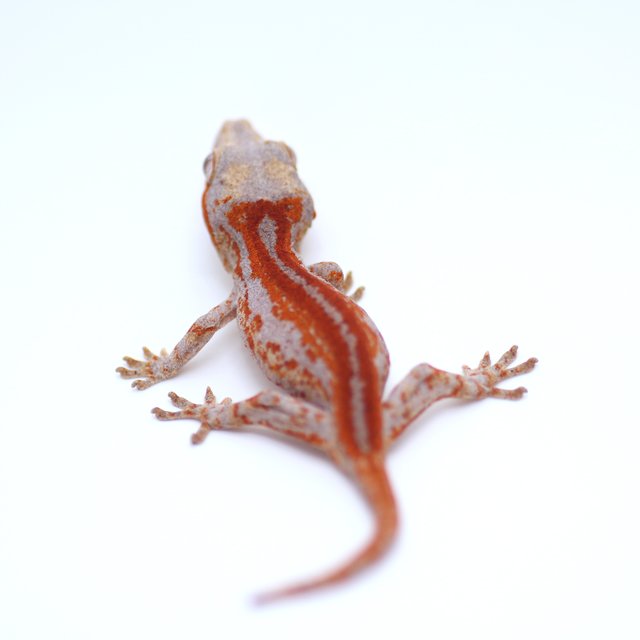 스트라이프 레드