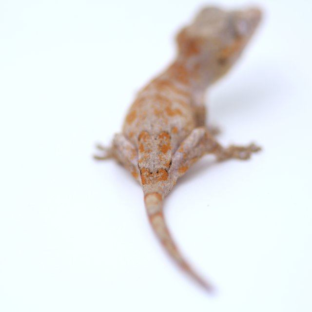 스켈레톤 오렌지 레드