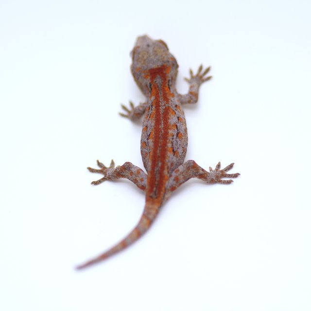 스트라이프 레드 레티큘